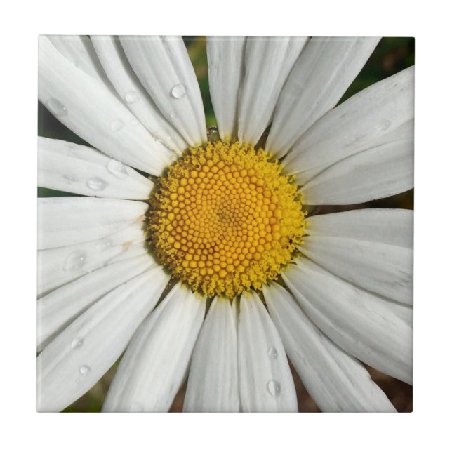 Daisy Dew Tile Kakelplatta (Framsidan)