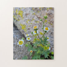 Daisy Dots of Delight Pussel, 28 cm x 36 cm, 252 s