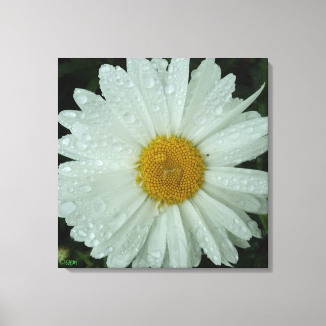 Daisy Dream Stretched Canvas Print (Framsida)