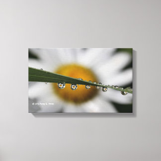 Daisy Droppar naturfotografi Canvastryck