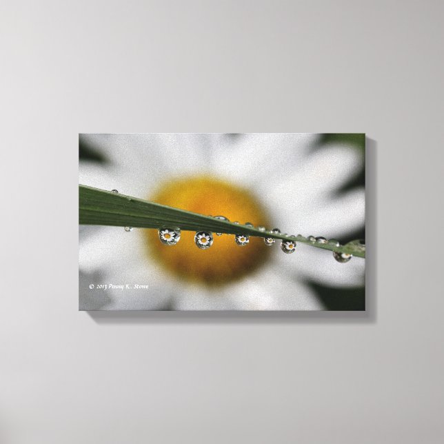 Daisy Droppar naturfotografi Canvastryck (Framsida)