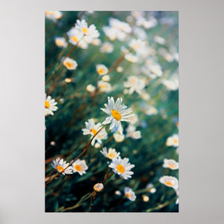 Daisy fält poster