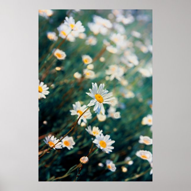 Daisy fält poster (Framsidan)