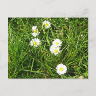 Daisy färsk vykort