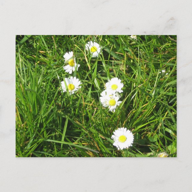 Daisy färsk vykort (Framsida)