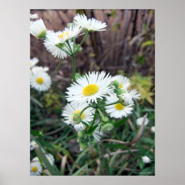 Daisy Fleabane Poster (Framsidan)
