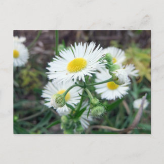Daisy Fleabane Vågrät-vykort Vykort