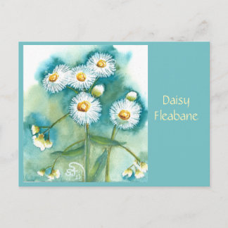 Daisy Fleabane vykort