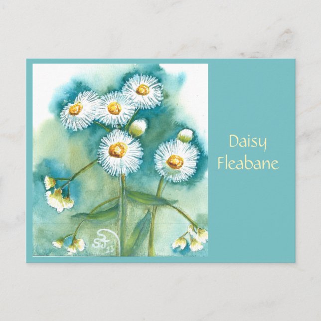 Daisy Fleabane vykort (Framsida)