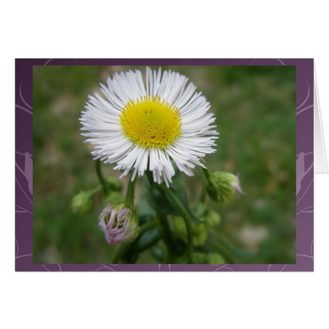 Daisy Fleabane Wildblomma Hälsningskort (Framsidan Horizontal)