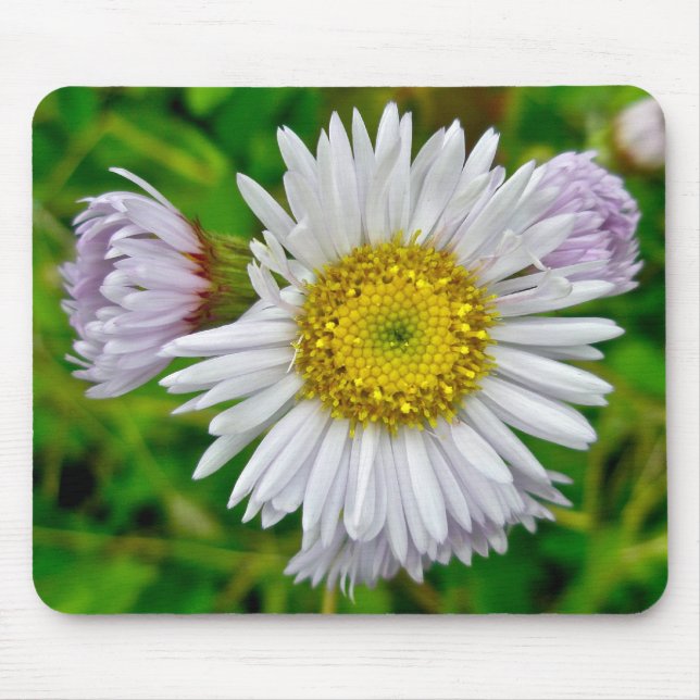 Daisy Fleabane WildblomMousepad Musmatta (Framsidan)
