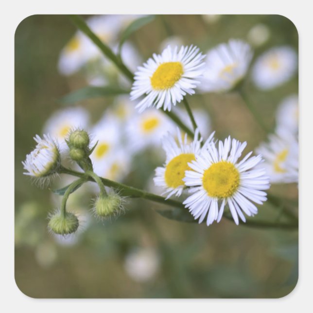 Daisy Fleabane Wildblomstickers Fyrkantigt Klistermärke (Framsida)