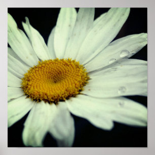 Daisy FLOMMA BANOR MED RINDROPPAR Poster