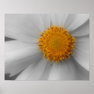 Daisy Flower Petals Partial Färg Poster