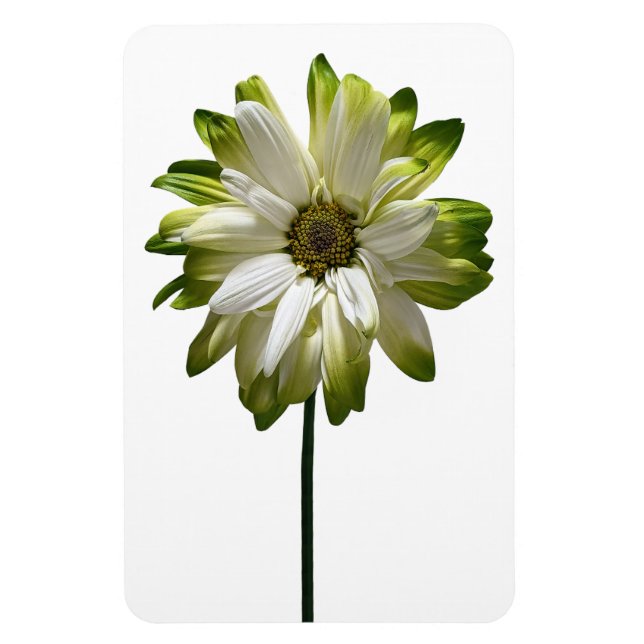 Daisy Flower Photo Magnet (Vertikal)