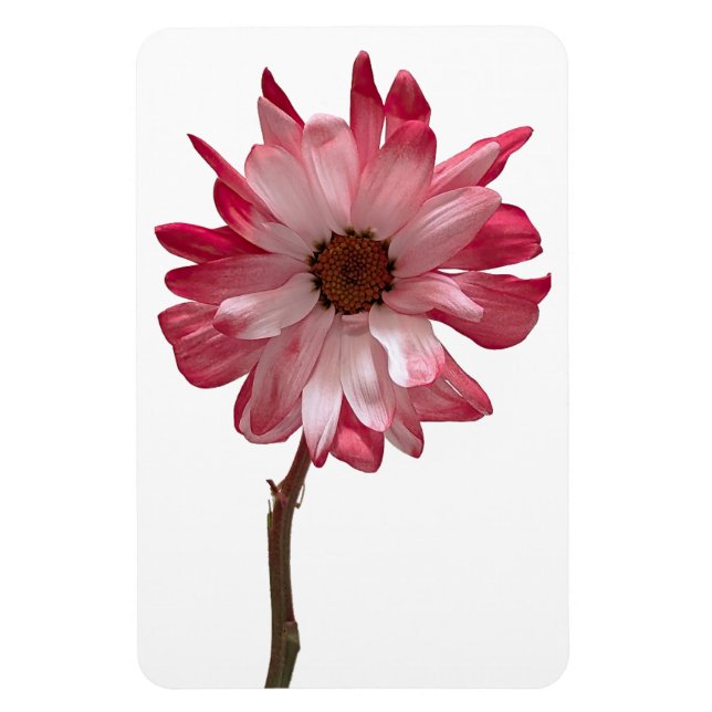 Daisy Flower Photo Magnet (Vertikal)