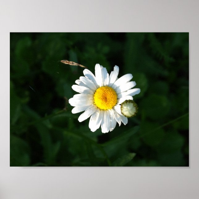 Daisy Flower Photo Poster (Framsidan)