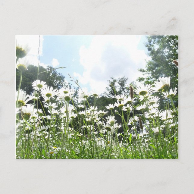 Daisy Flowers DIY Postcard Vykort (Framsida)