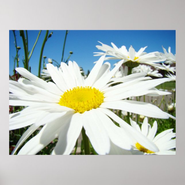 Daisy Flowers konstutskrifter Vita Daisy Blå himme Poster (Framsidan)