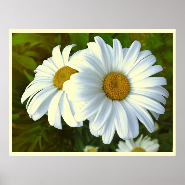 Daisy Flowers Skriv ut klassiska Daisy Poster Skri (Framsidan)
