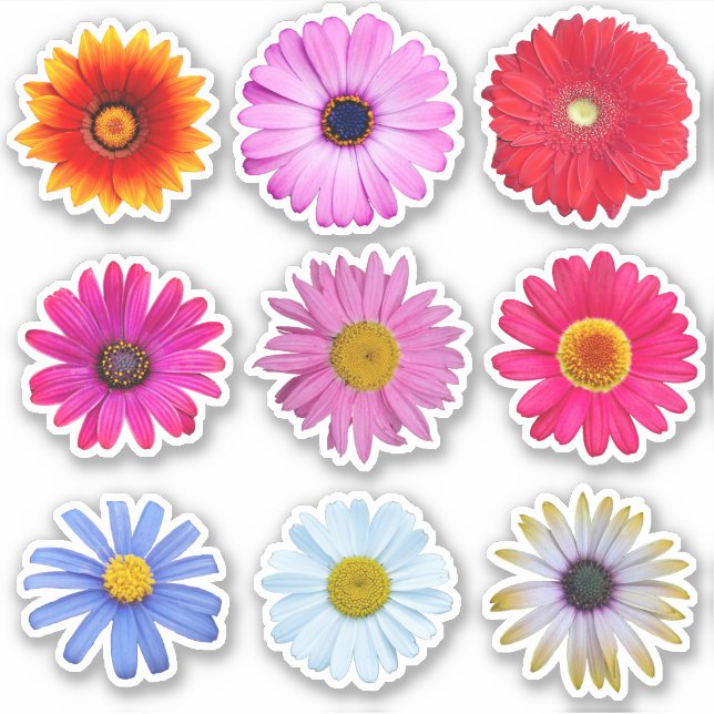 Daisy Flowers Vinyl Klistermärken (Framsida)