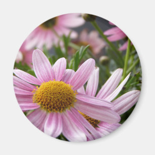 Daisy för ArgyranthemumfrutescensMarguerite Magnet