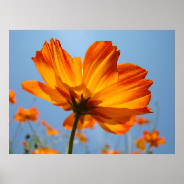 Daisy för bildutskrifter i Blommigten orange Daisy Poster (Framsidan)