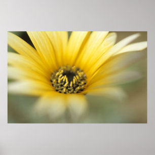 Daisy för Flower #1-gult Poster