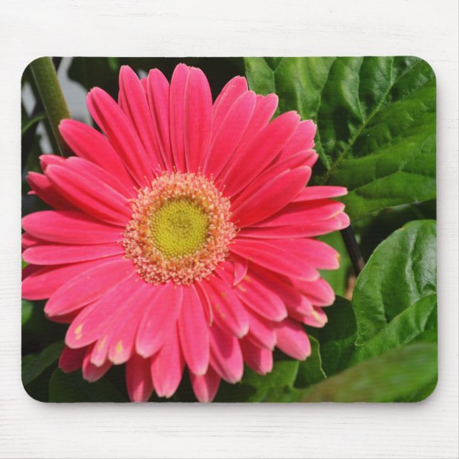 daisy för Gerbera 365flower Musmatta (Framsidan)