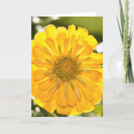 daisy för gult av gult-blommigt-gult kort