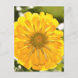 daisy för gult av gult-blommigt-gult vykort