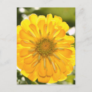 daisy för gult av gult-blommigt-gult vykort