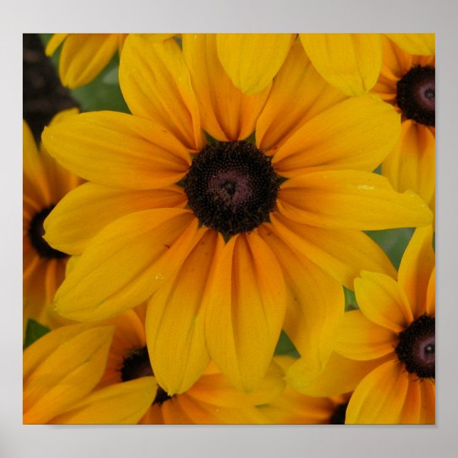 daisy för gult poster (Framsidan)