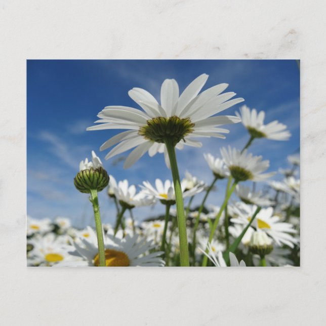 Daisy för Himlar-vykort Vykort (Framsida)