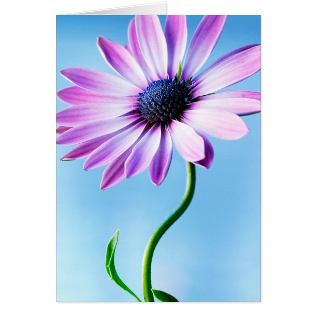Daisy för lila och blå Daisy Blommans Blommigt blo Hälsningskort (Framsidan)