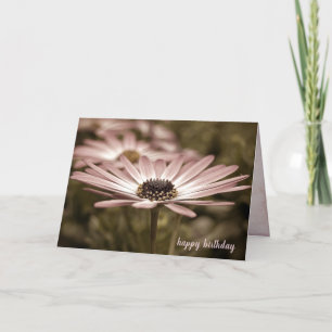 Daisy för makro-Rosa på födelsedagen Kort