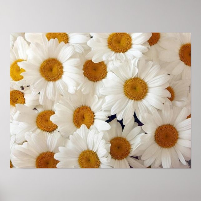 Daisy för perfekt Poster och skriver ut (Framsidan)