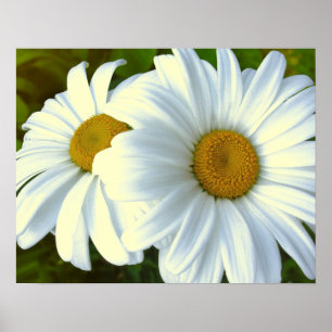 Daisy för utskrift av klassiska i lila blommor Po Poster