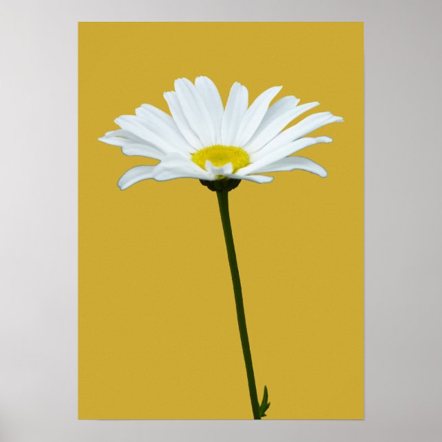 Daisy för utskrift av klassiska  i lila blommor Po Poster (Framsidan)