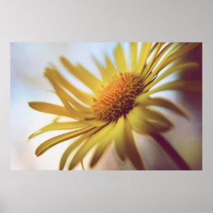 Daisy för vacker Abstrakt i Elegant, Gult, blomma Poster