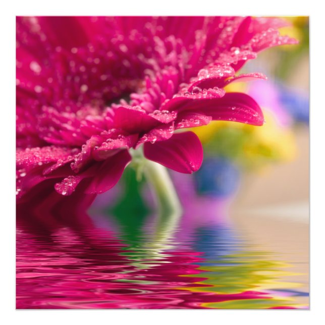 Daisy Foto Print (Framsidan)