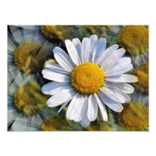 DAISY FOTOTRYCK