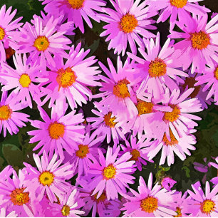 DAISY FOTOTRYCK