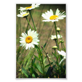 Daisy Fototryck