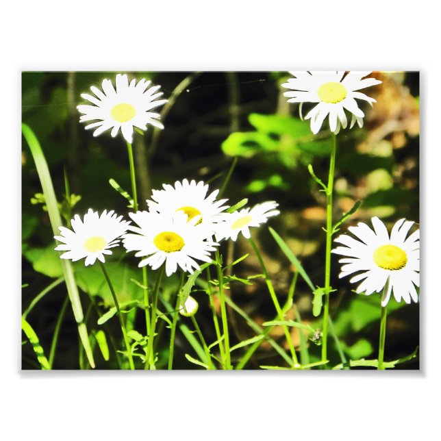 Daisy Fototryck (Framsidan)