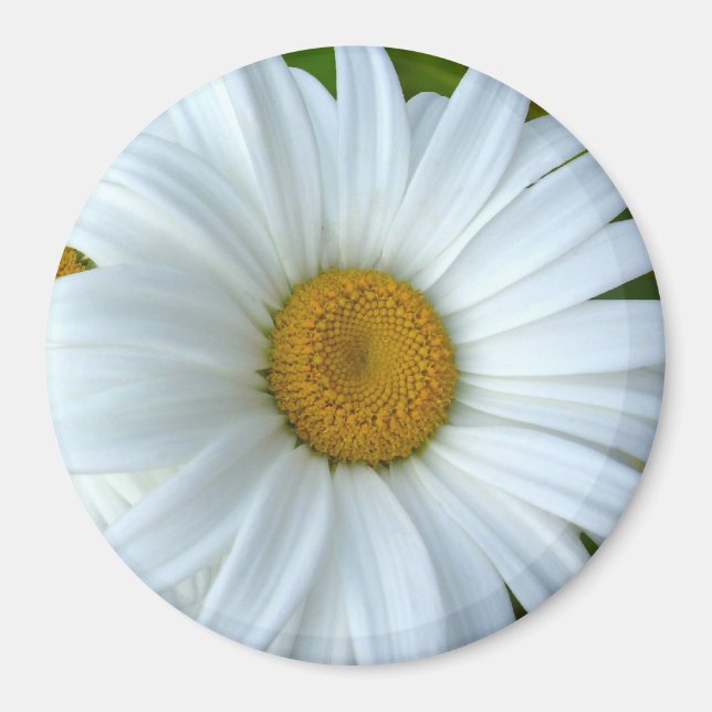 Daisy Fridge Magnet Cheerful Flower Daisy Gifts (Framsidan)