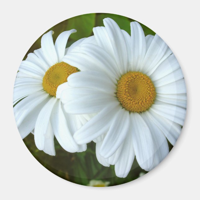 Daisy Fridge Magnet Cheerful Flower Daisy Gifts (Framsidan)