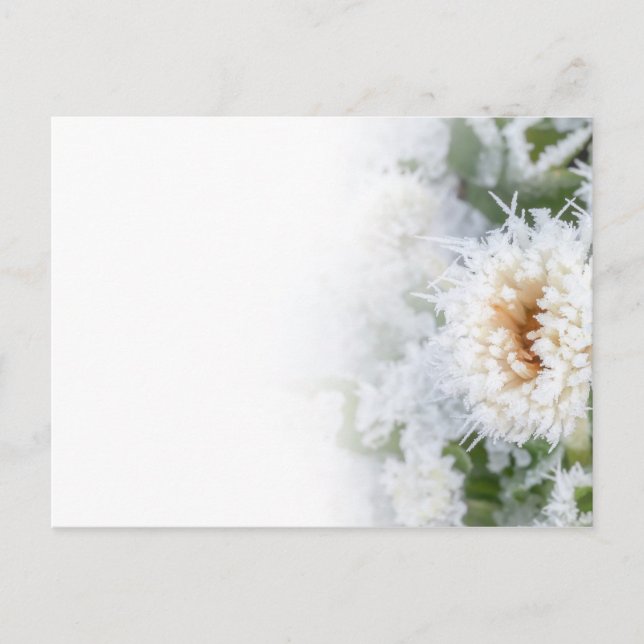 Daisy, fryst på snö och is under vintern inbjudan vykort (Framsida)