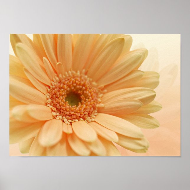 Daisy-gerbera mjuk persika färg. Skriv Poster (Framsidan)