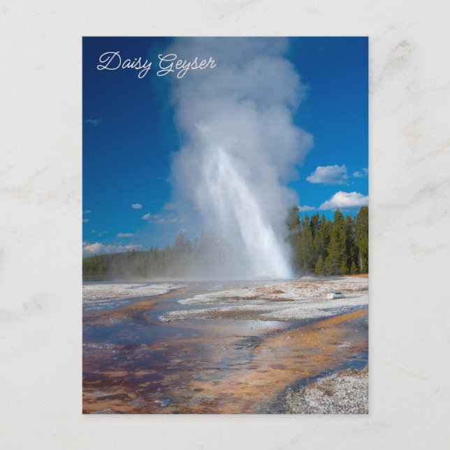 Daisy Geyser Erupting Yellowstone nationalpark Vykort (Framsida)
